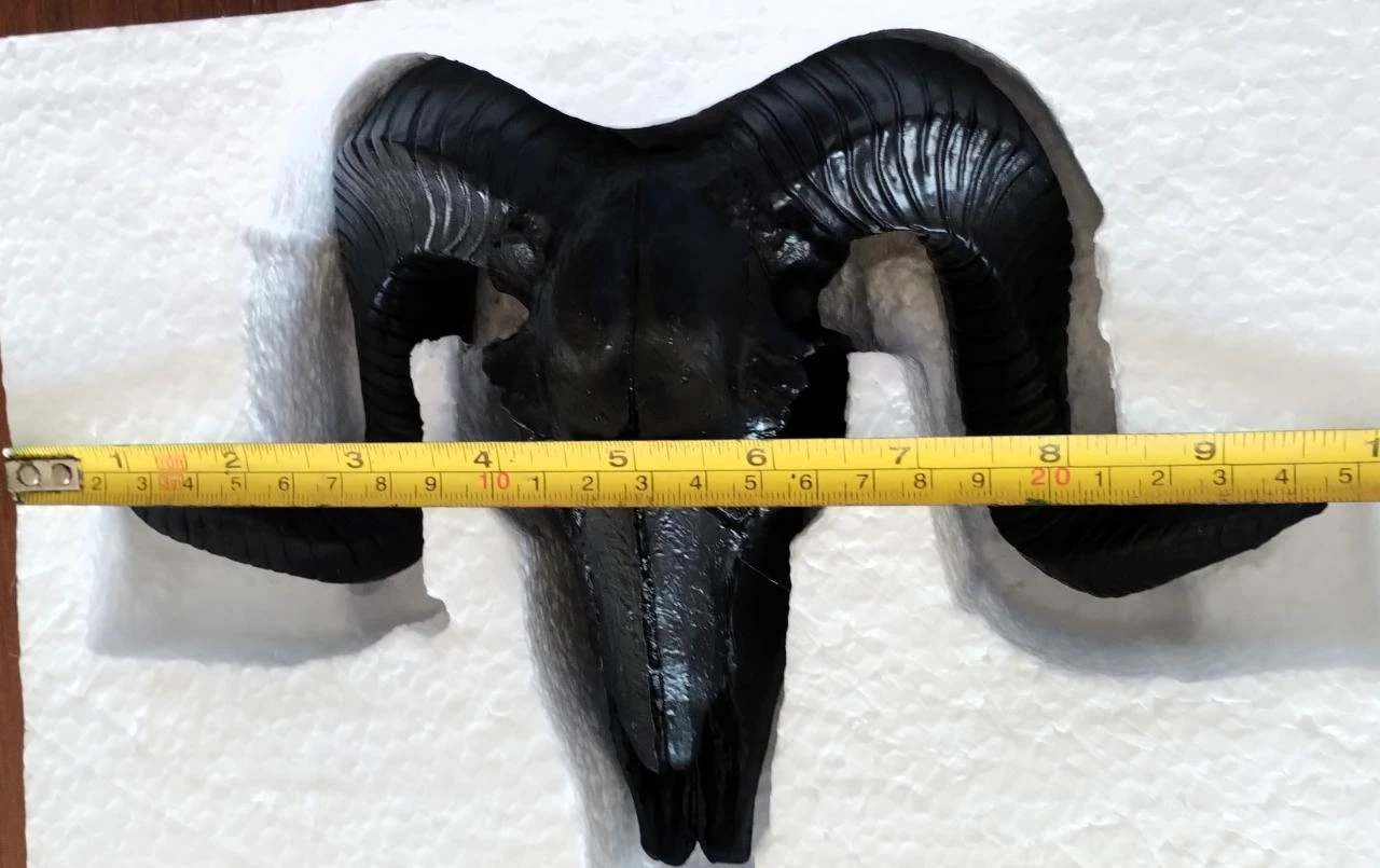 Caveira Crânio Carneiro Decorativo – photo 6